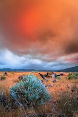 Vertical shot of a field under wildfire clouds in Washoe Valley, Nevada