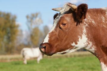 Fototapeta premium Portrait of head of brown white milk cow