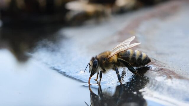 A honey bees drinks water. Bees drink water from a drinking bowl in an apiary. Macro video 4k. Apiary.