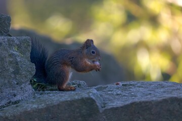 Shallow focus of Red squirrel on a rock with blurred green background