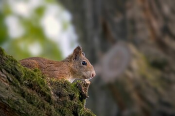 Shallow focus of Red squirrel on a rock with blurred green background
