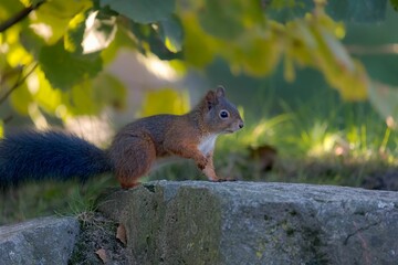 Shallow focus of Red squirrel on a rock with blurred green background