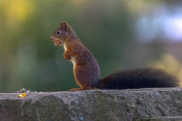 Shallow focus of Red squirrel on a rock with blurred green background