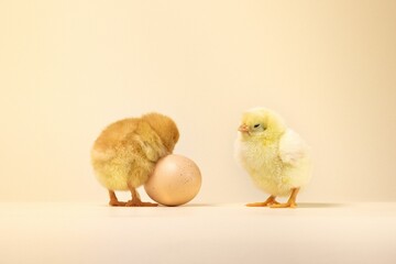 Baby chickens near an egg on a yellow background