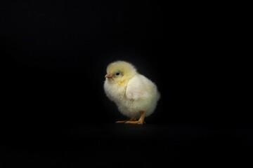 Baby chicken on a black background