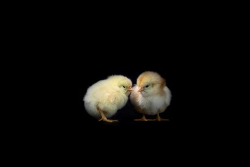 Baby chickens on a black background © Serhii Sirochuk/Wirestock Creators