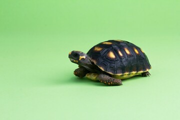 Red-footed tortoise isolated on a green background with text space