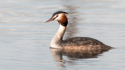 country goose swimming in water