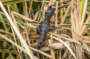 Baby Alligator in the reeds