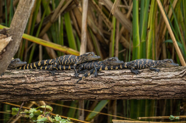 Baby Alligators on a Log