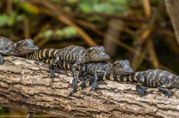 Baby Alligators on a Log