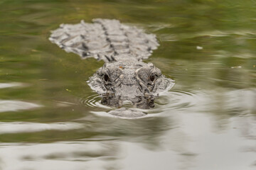 Lurking Alligator