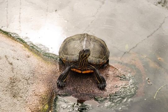 Painted Turtle in Swamp
