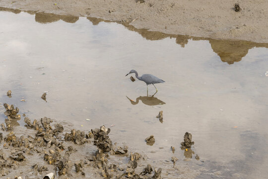 Little Blue Herron Fishing