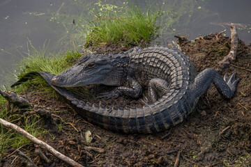 Alligator Resting on the Bank of a Swamp
