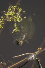 Tuinposter Painted Turtle in Swamp © Ken