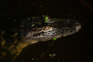 Alligator in a Swamp