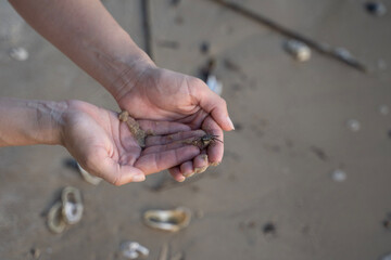 Hermit Crab in Hands on a Beach