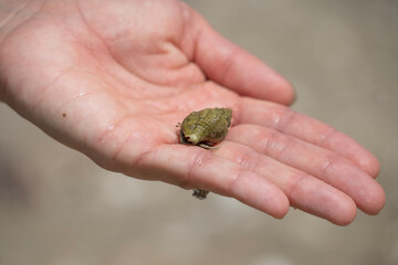 hermit Crab In Hand on the Beach