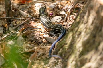 Blue Tailed Skink