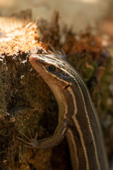 Blue Tailed Skink