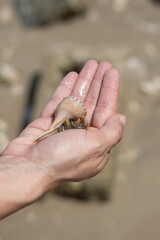 hermit Crab In Hand on the Beach