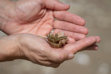 Hermit Crab In Hand on the Beach
