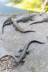 Alligator family in a swamp