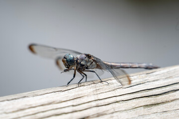 Dragonfly on Wood