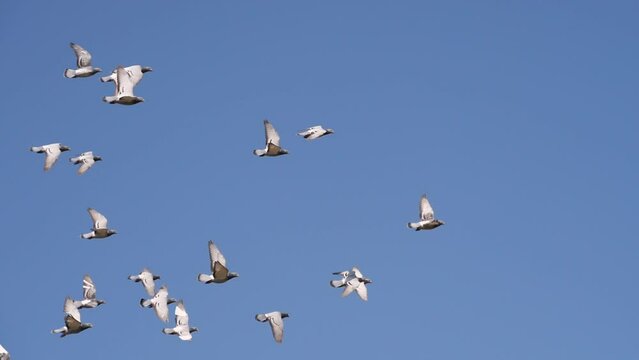 flock of pigeons flying in the sky slow motion
