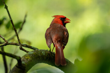 Cardinal Sitting on a Branch