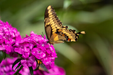 Papilio Butterfly on Flowers