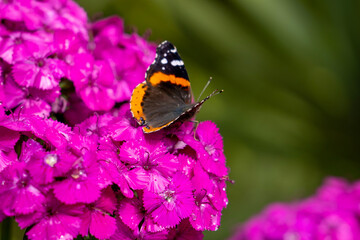 Vanessa Butterfly on Flowers