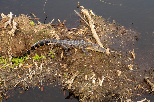 Baby Alligator near a Beaufort, SC Swamp