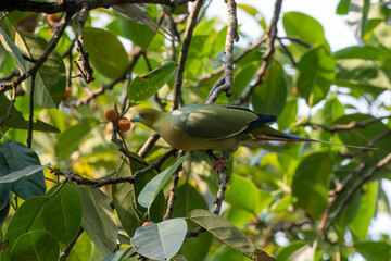 Pin-tailed green pigeon or Treron apicauda seen in Rongtong in West Bengal India