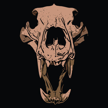 Grizzly Bear Skull Drawing