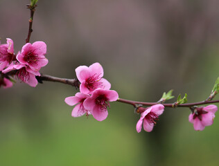 Photos of beautiful pink peach flowers - 592746863
