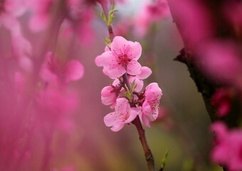 Photos of beautiful pink peach flowers - 592746883