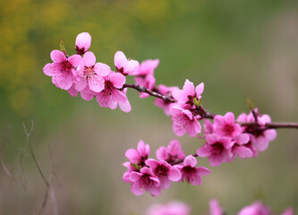 Photos of beautiful pink peach flowers - 592746886