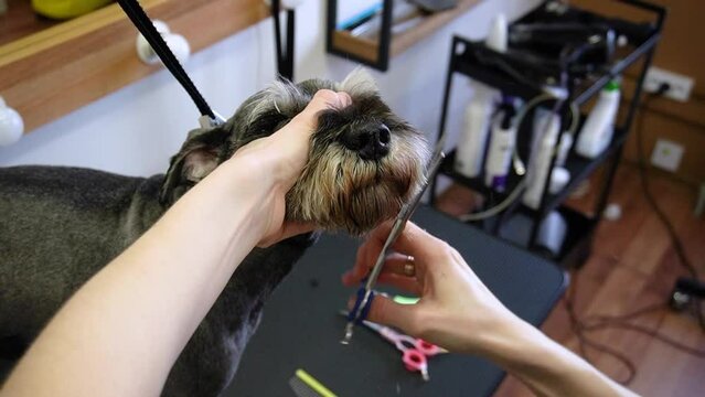 Groomer cuts Zwerg dog with scissors and a razor