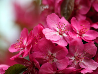 Fototapeta na wymiar Photos of spring pink apple orchards large