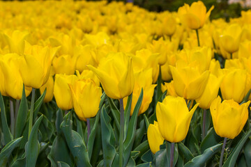 Lots of bright yellow tulips grow in flowerbed, field, garden, orchard in spring day low angle view Spring bulbous plants in blooming season. Cultivation, growing flowers. Springtime blossoms outdoors