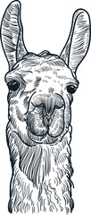 Vintage hand drawn sketch llama head © Cus