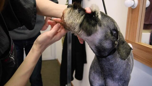 Groomer cuts Zwerg dog with scissors and a razor