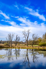 tree at a lake in austria