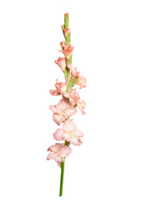 Gladiolus branch with pink flowers on white background