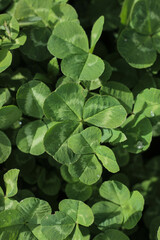 Obraz na płótnie Canvas green fresh clover leaves in sunshine on a summer field - vertical photo for phone