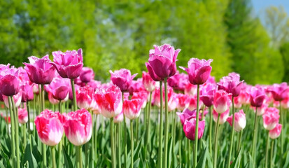 Beautiful pink tulips flowers grow on meadow in garden, abstract natural sunny background. blossoming spring season nature image. floral park landscape. template for design.