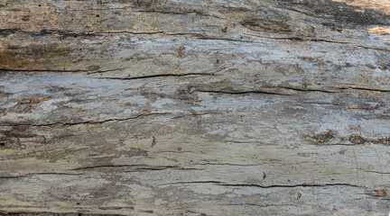 Bark of Tree Old Wood Texture