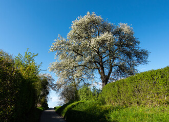 Blooming Tree in Spring at the End of a Path